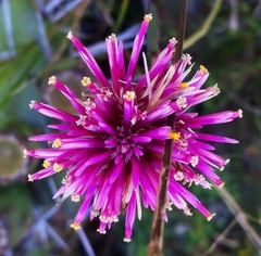 Gomphrena pulchella