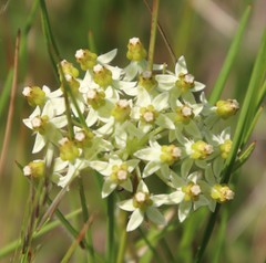 Xysmalobium involucratum