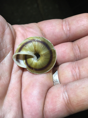 Caracolus marginella