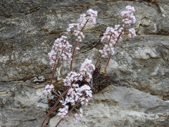 Oresitrophe rupifraga