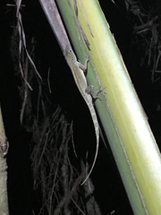 Anolis cristatellus cristatellus