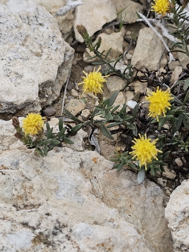 Cretan Aster (Galatella cretica)