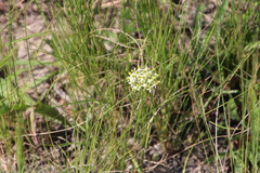 Xysmalobium involucratum