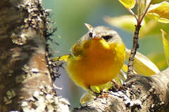 Phylloscopus xanthoschistos