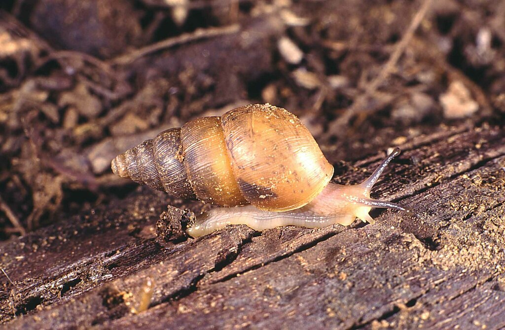 Kempioconcha