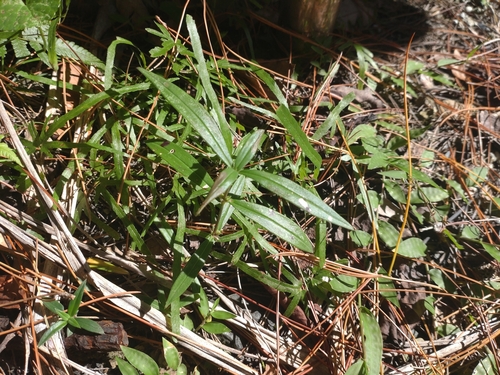 Hedyotis verticillata iNat (2)