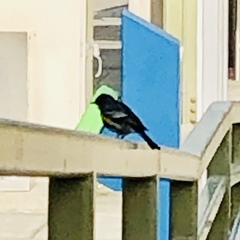 Setophaga coronata auduboni