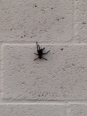 Cyrtopholis portoricae