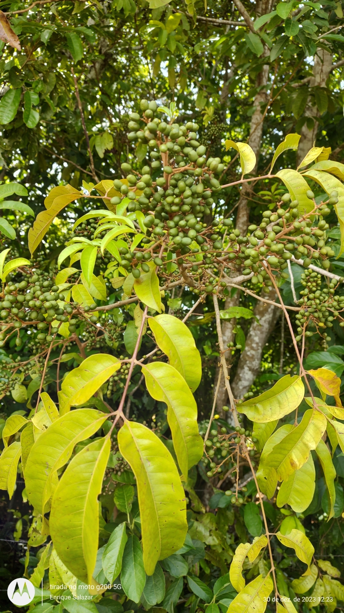 Tapirira guianensis