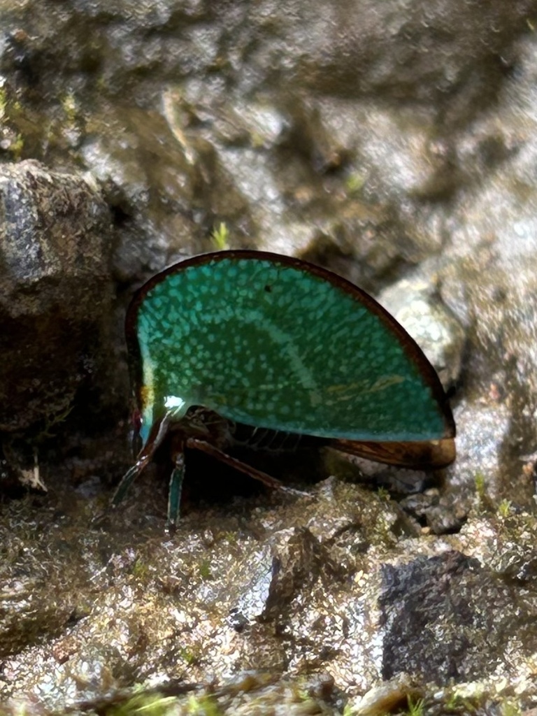 Hemicardiacus