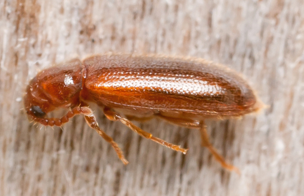 Zilora ferruginea