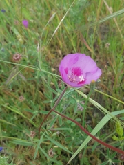 Clarkia amoena