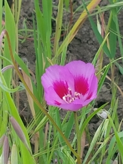Clarkia amoena