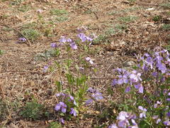 Orychophragmus violaceus