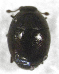 Acritus nigricornis