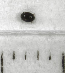 Acritus nigricornis
