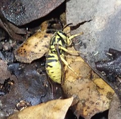 Vespula sulphurea