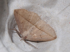 Ugia