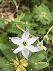 Ipheion