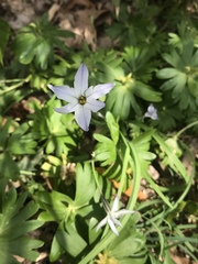 Ipheion