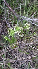 Thlaspi arvense
