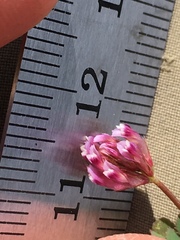 Trifolium gracilentum