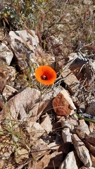 Calochortus kennedyi kennedyi