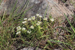 Crassula obovata