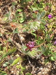 Trifolium gracilentum