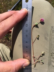 Trifolium gracilentum