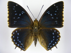 Charaxes tiridates tiridatinus