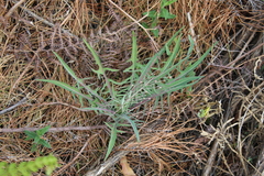 Lactuca viminea