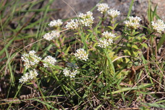 Crassula obovata