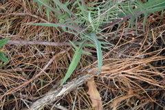 Lactuca viminea
