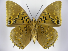 Charaxes tiridates tiridatinus