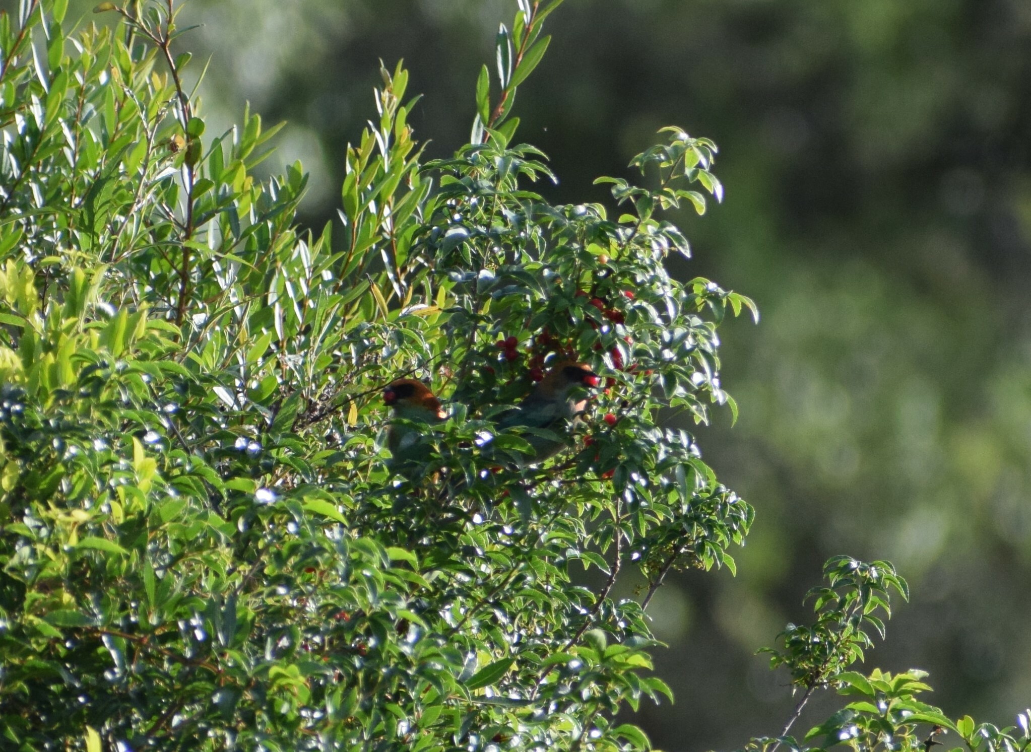 Chestnut-backed Tanager (Stilpnia preciosa)
