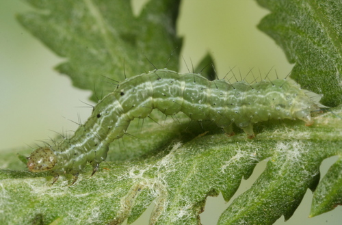 Gaminis žvilgūnas nuotrauka