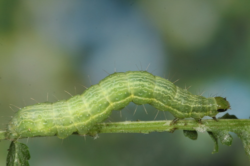 Gaminis žvilgūnas nuotrauka