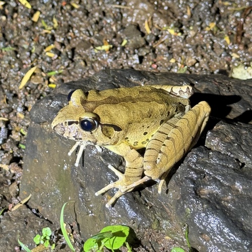 Fleay's Barred Frog, Mixophyes fleayi