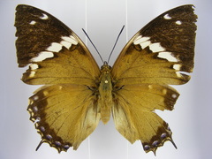 Charaxes tiridates tiridatinus