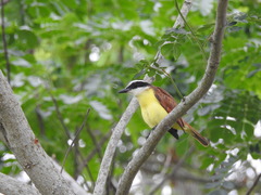 Pitangus sulphuratus