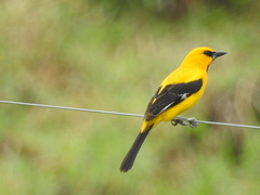 Icterus nigrogularis