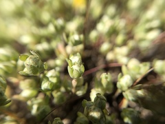 Stylocline gnaphaloides