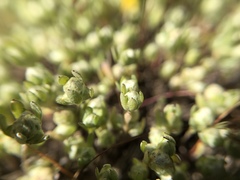Stylocline gnaphaloides