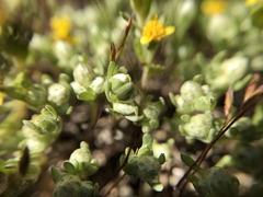 Stylocline gnaphaloides