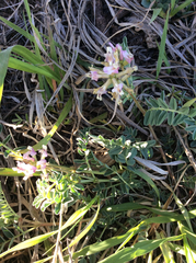 Astragalus cibarius