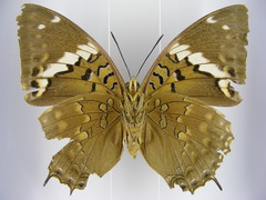 Charaxes tiridates tiridatinus