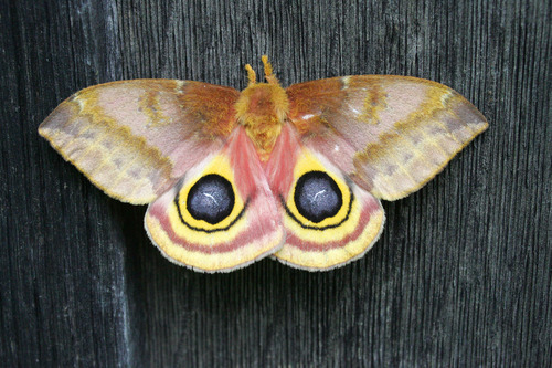 Io Moth, photo 2 of 10