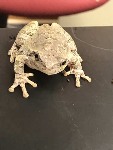 Cope's Gray Tree Frog photographed in North Dakota