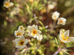 Leptosiphon lemmonii